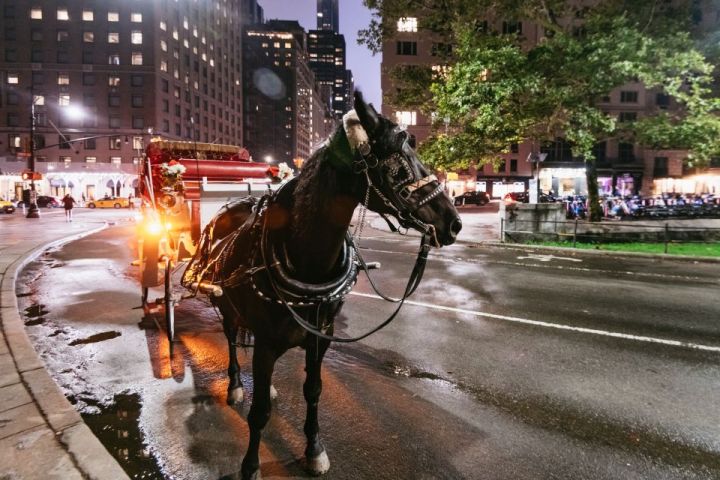 a person riding a horse drawn carriage on a city street