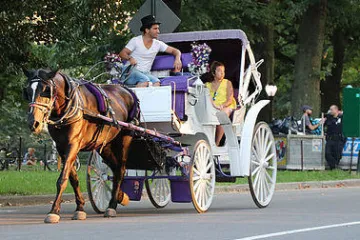 carriage in central park