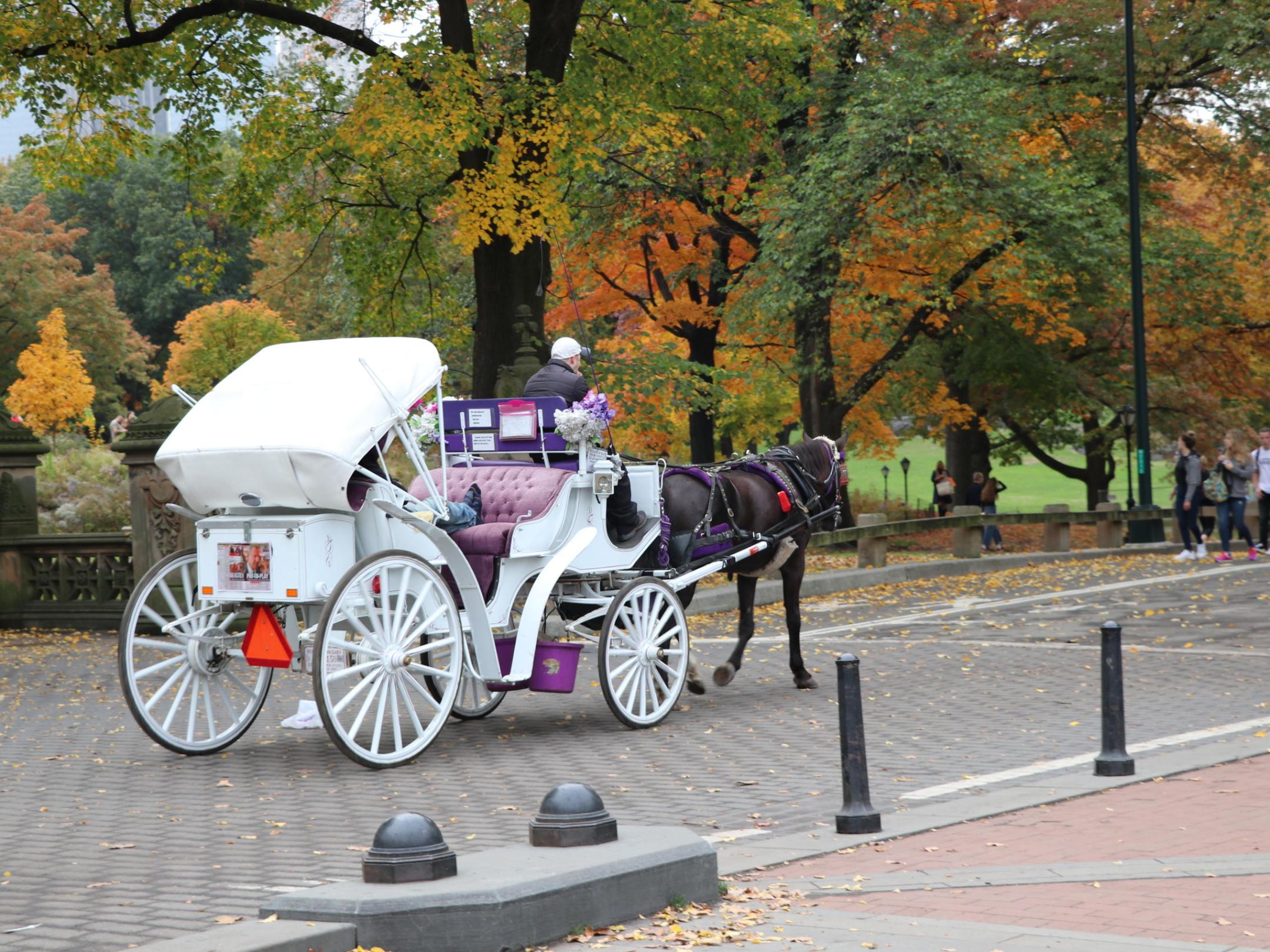 carriage in the park