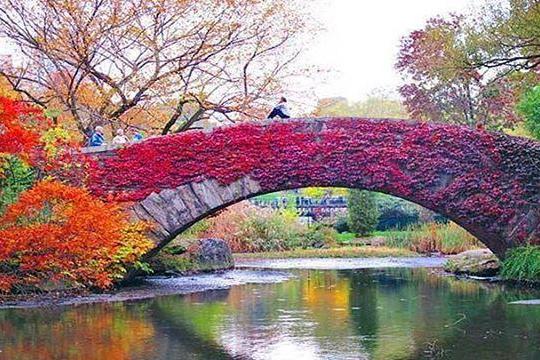 bridge in central park
