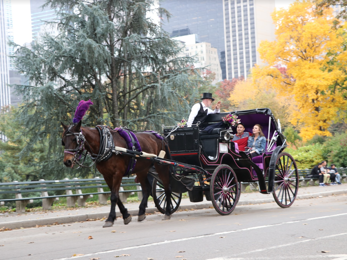 Purple Feathered Horse