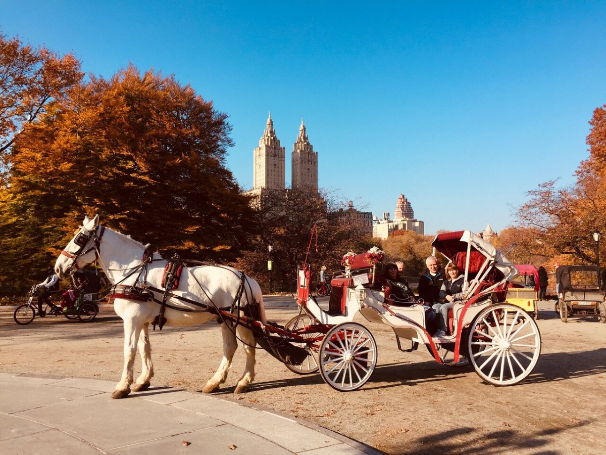a person riding a horse drawn carriage