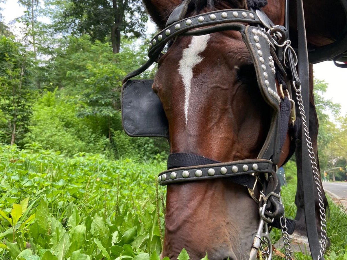 a horse that is standing in the grass