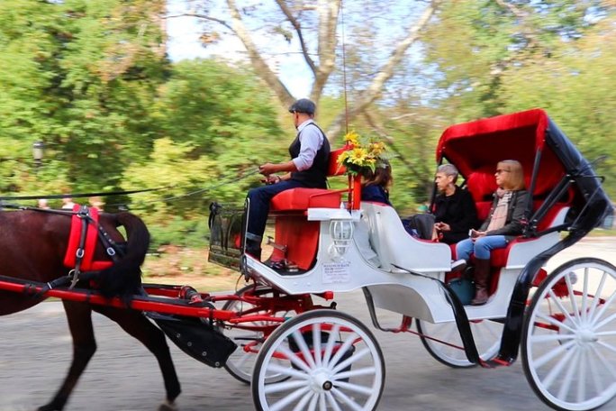 a man riding a horse drawn carriage