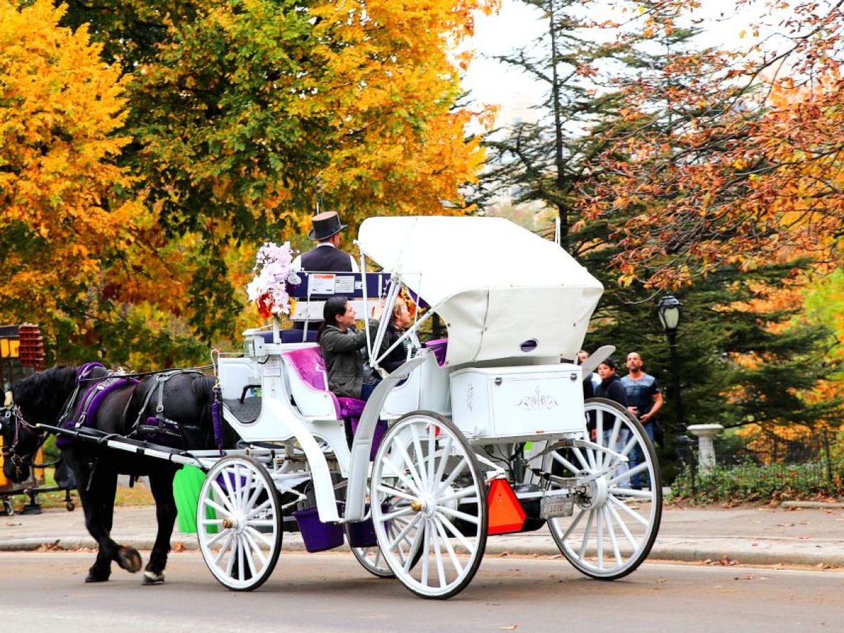 a close up of a horse drawn carriage