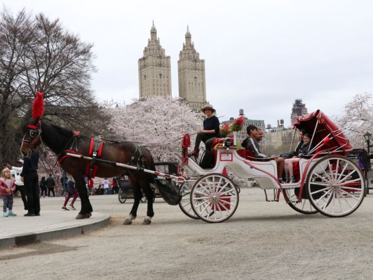 a man riding a horse drawn carriage