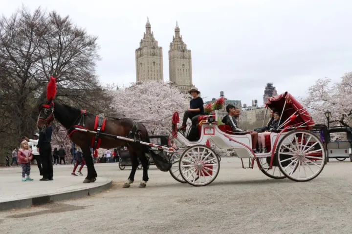 a man riding a horse drawn carriage
