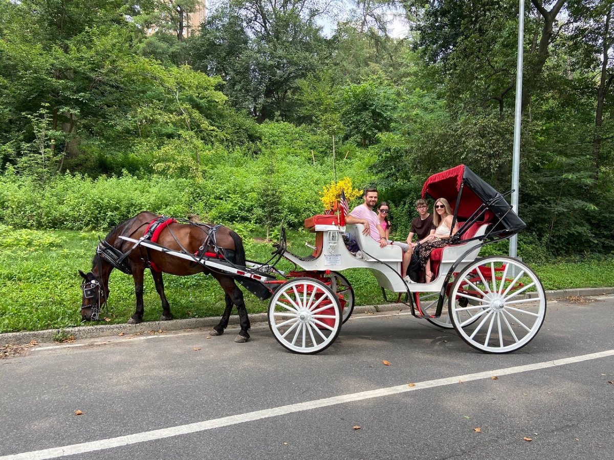 a close up of a horse drawn carriage